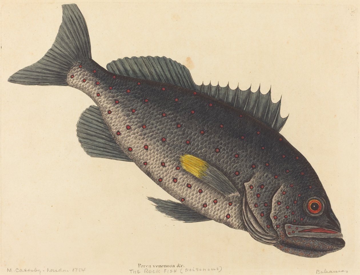 Klippfisken (Poison Abborre) av Mark Catesby