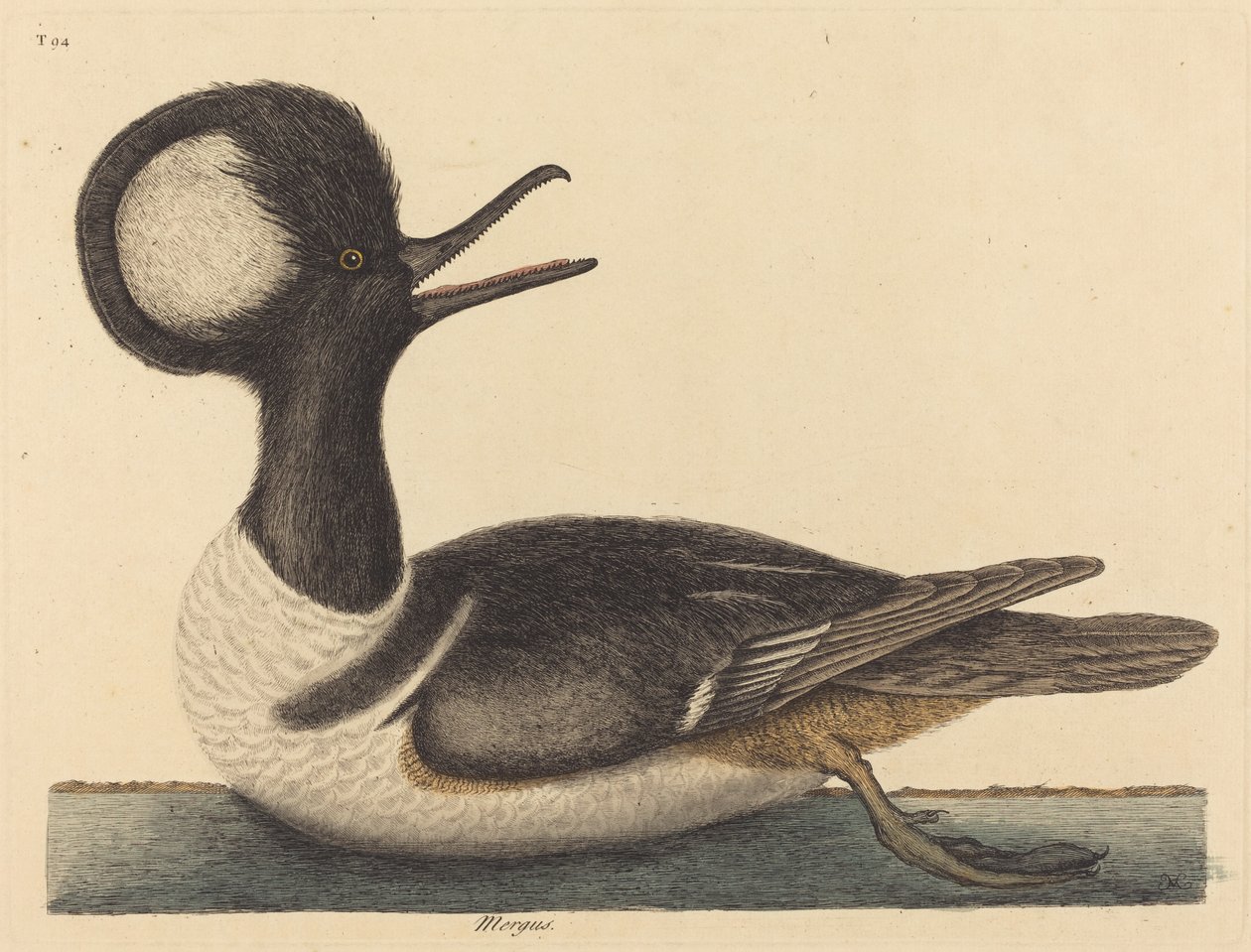 Den runda krönade ankan Mergus cucullatus, publicerad 1731-1743. av Mark Catesby