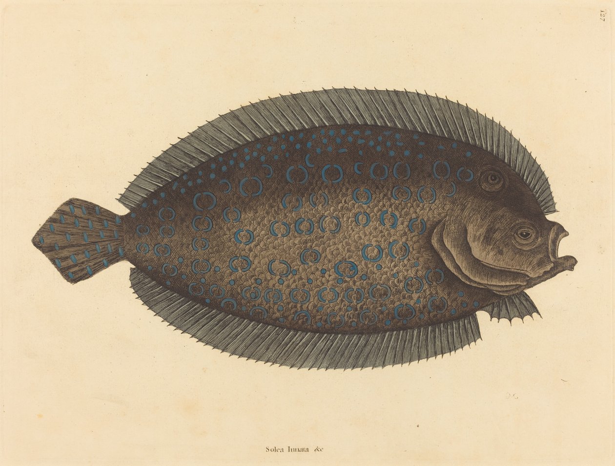 The Sole Pleuronectes lunatus, publicerad 1731-1743. av Mark Catesby