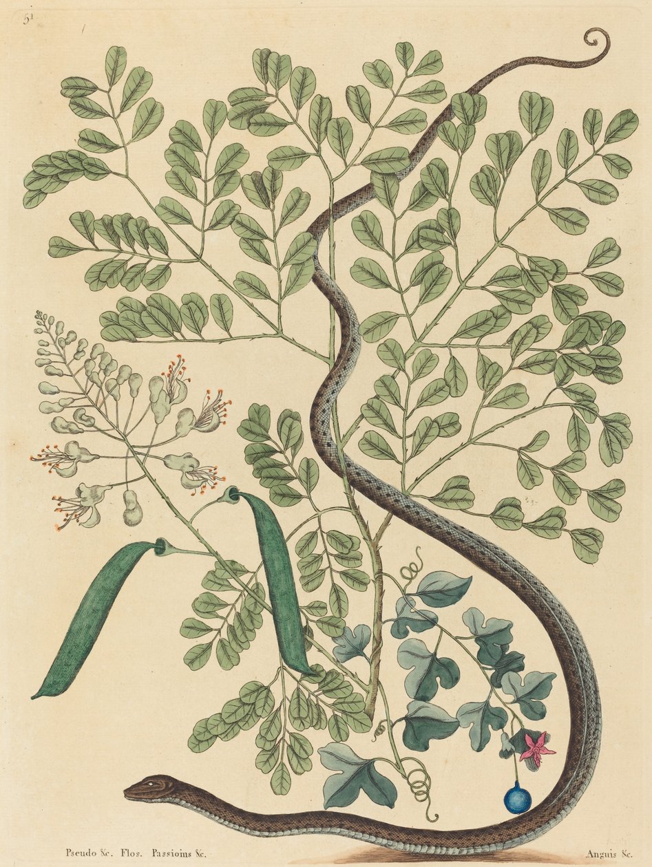 Den fläckiga bandormen (Coluber nebulosus?) av Mark Catesby