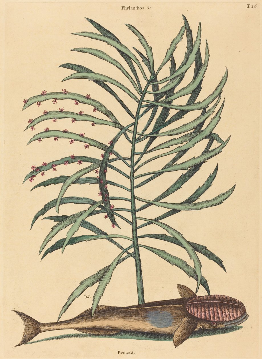Den sugande fisken (Echeneis Naucratis) av Mark Catesby