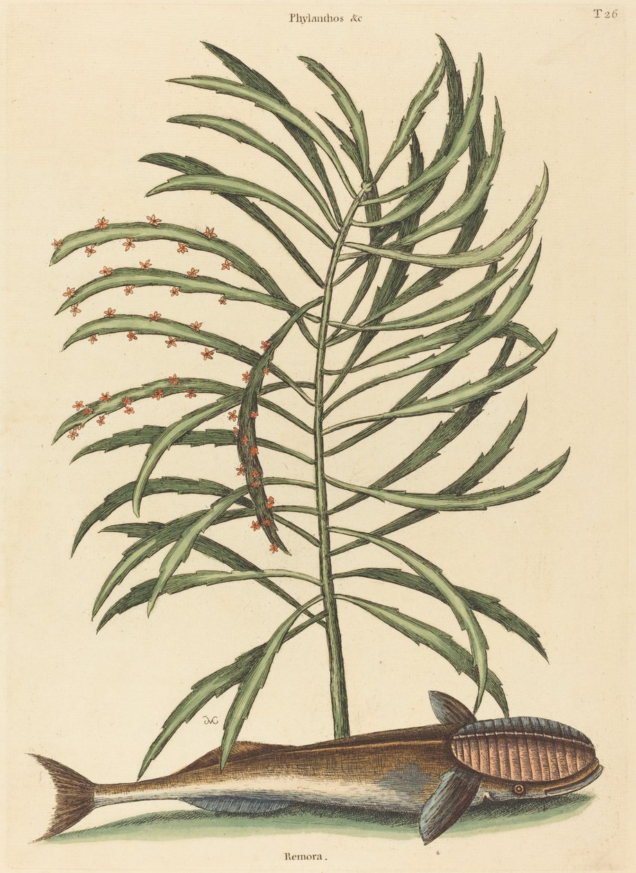 Den sugande fisken Echeneis naucratis, publicerad 1731-1743. av Mark Catesby