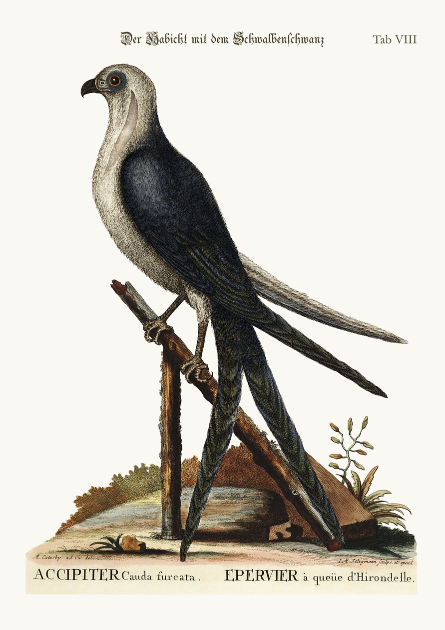 Svalstjärtshöken, 1749-73 av Mark Catesby