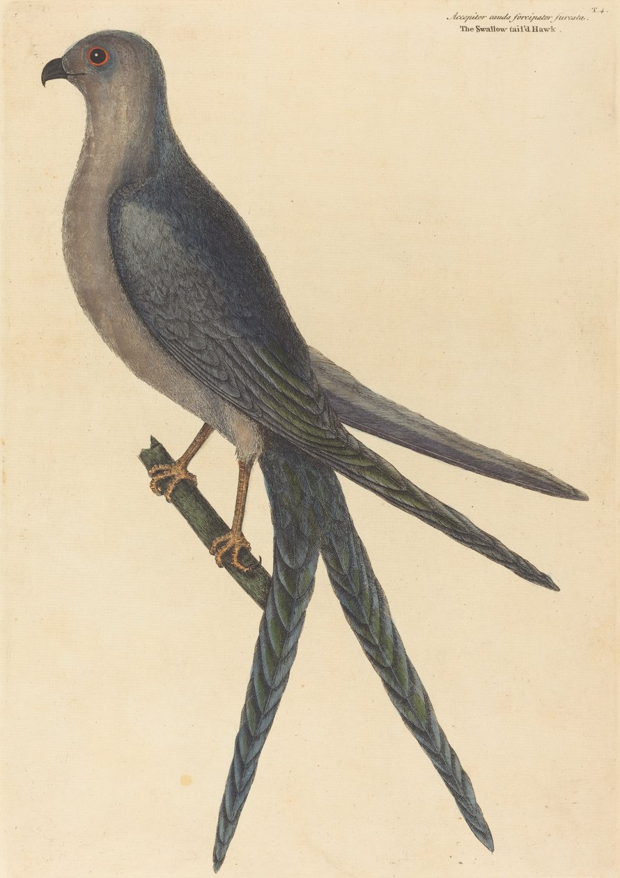 The Swallow Tail Hawk Falco furcatus, publicerad 1754. av Mark Catesby