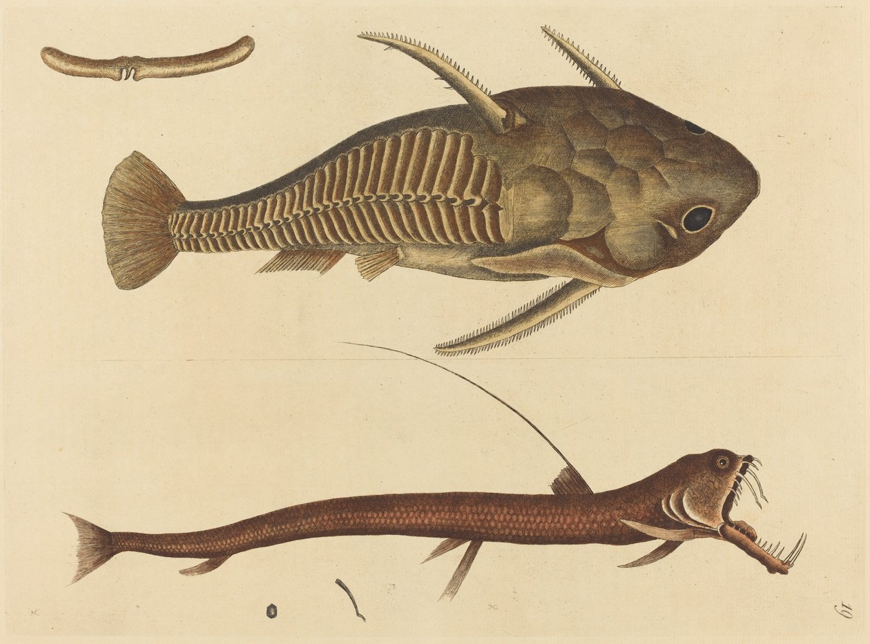 Viper-mouth Silurus cataphractus, publicerad 1731-1743. av Mark Catesby