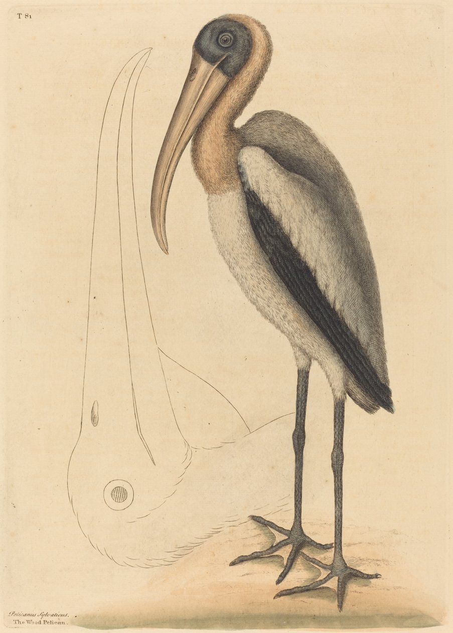 The Wood Pelican Tantalus Loculator, publicerad 1731-1743. av Mark Catesby