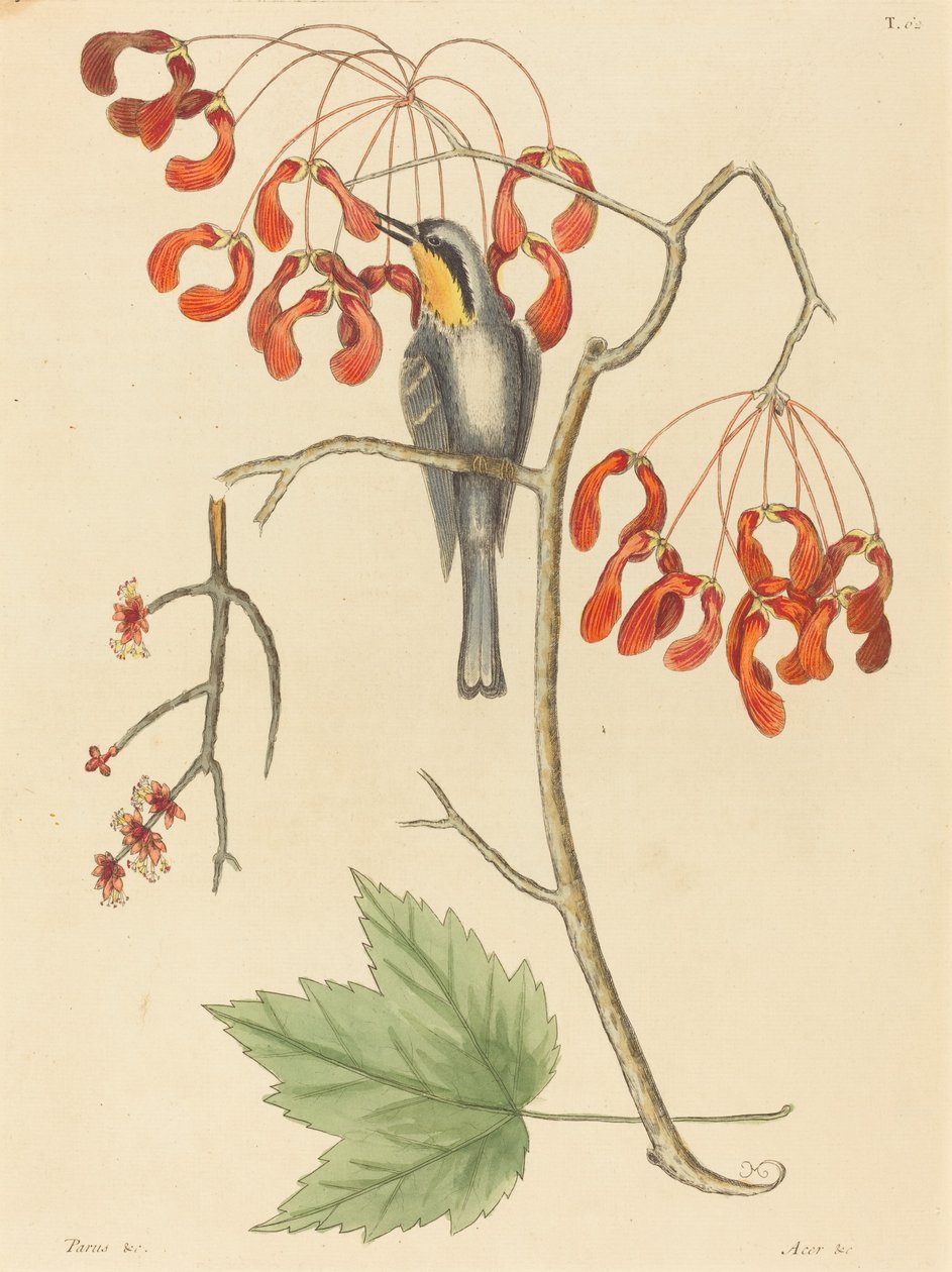 The Yellow Throated Creeper, publicerad 1754. av Mark Catesby