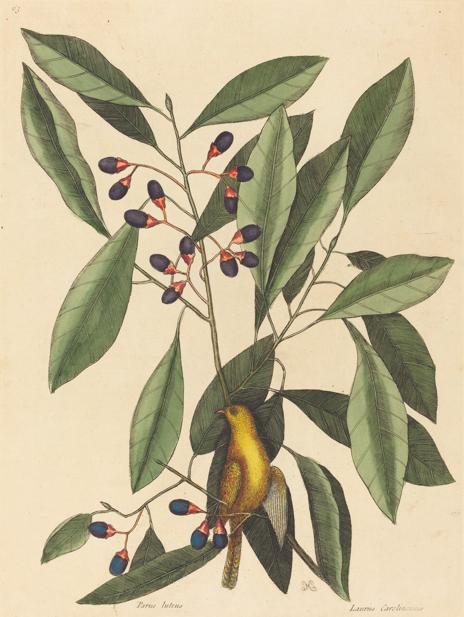 Gulmesen Motacilla trochilus, publicerad 1754. av Mark Catesby