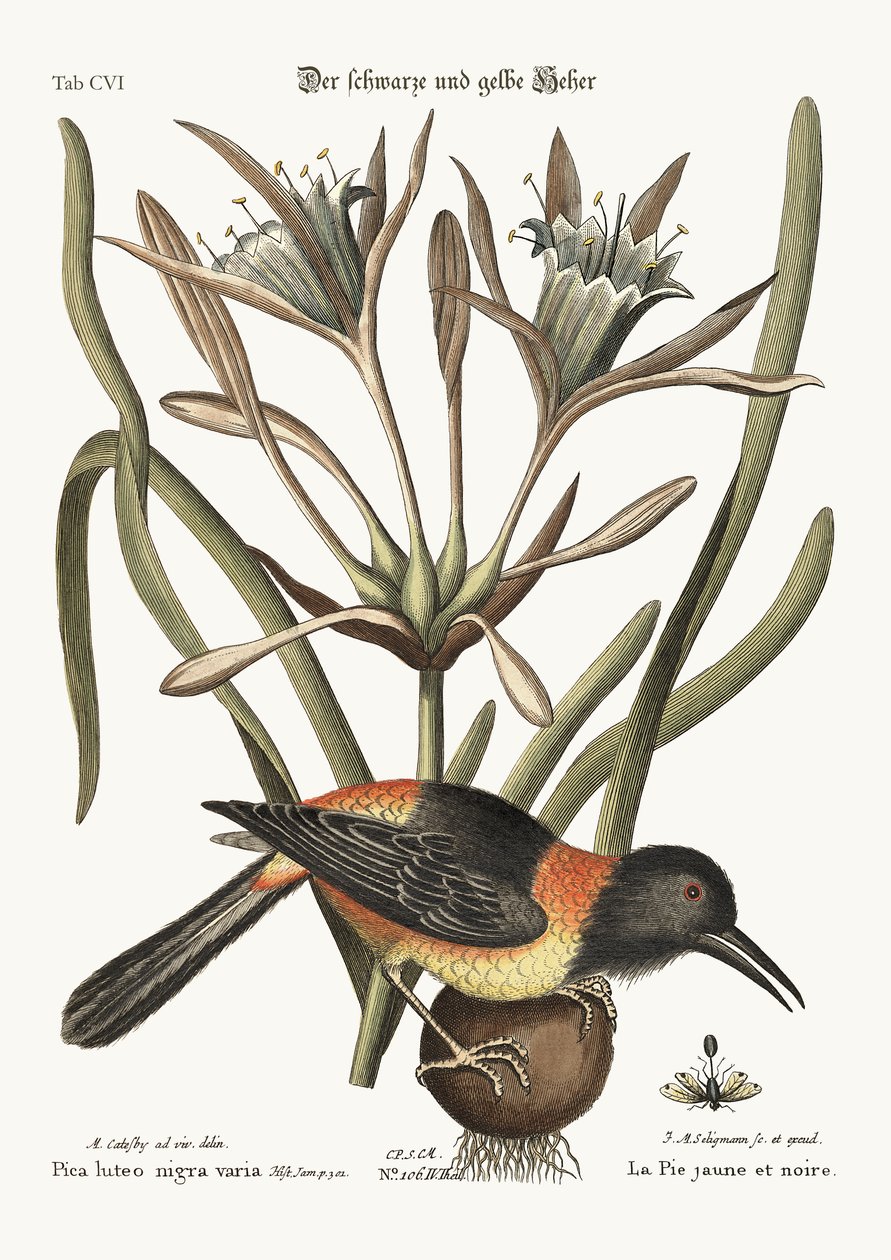 Den gula och svarta pajen, 1749-73 av Mark Catesby