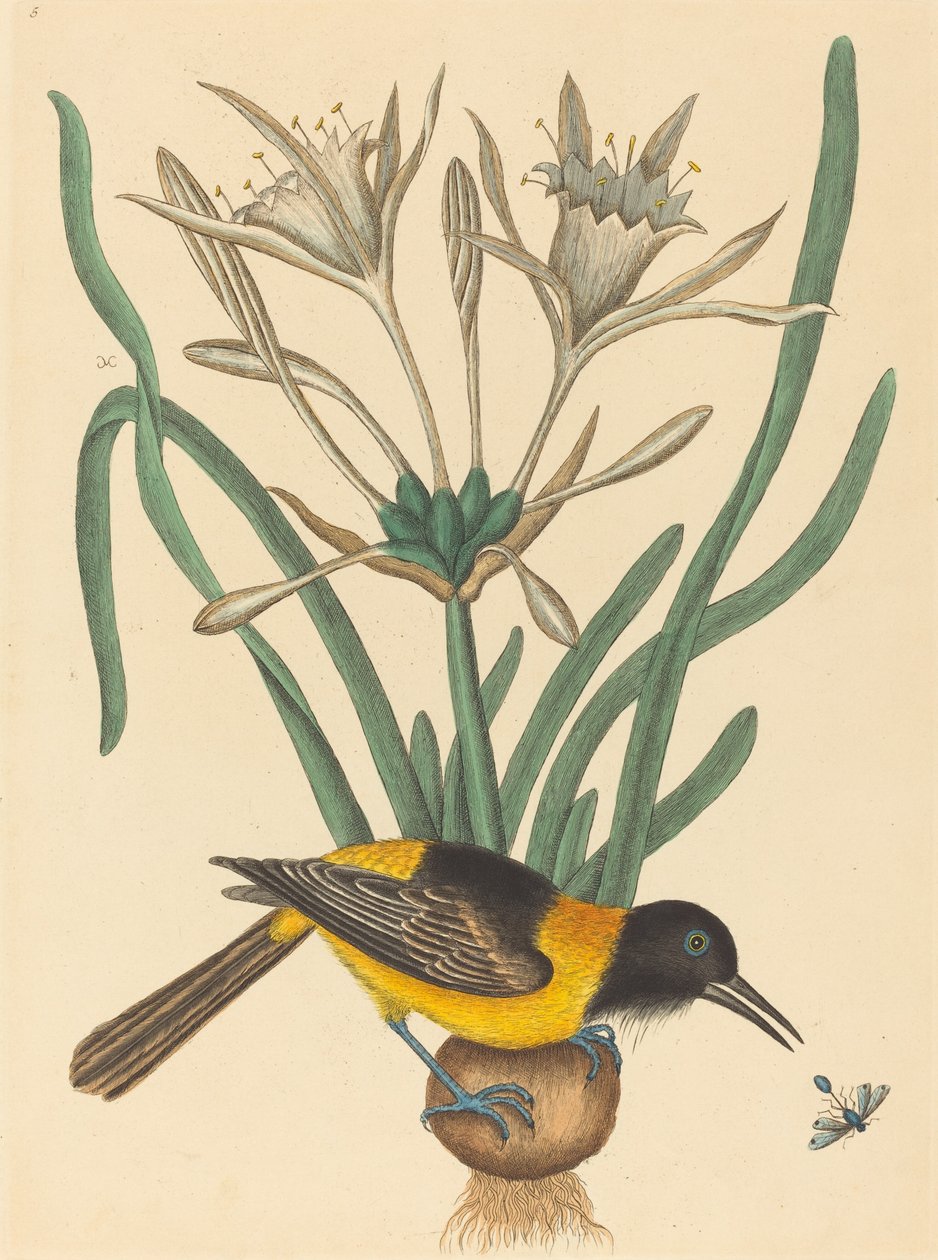 The Yellow and Black Pye Oriolus Icterus, publicerad 1731-1743. av Mark Catesby