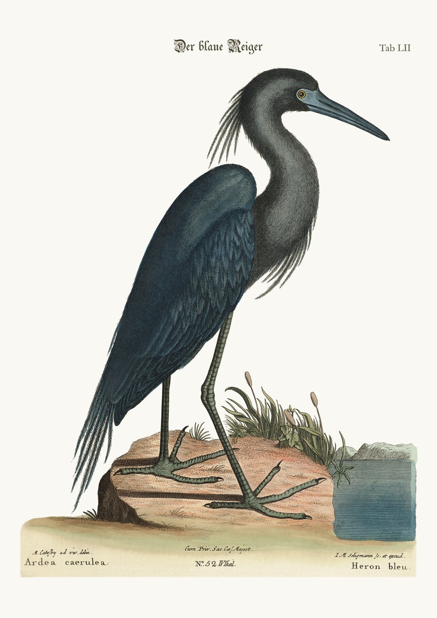 Blåhägern, 1749-73 av Mark Catesby
