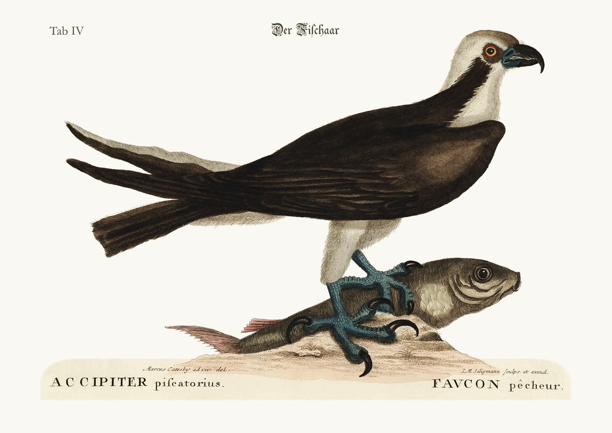 Fiskehöken, 1749-73 av Mark Catesby