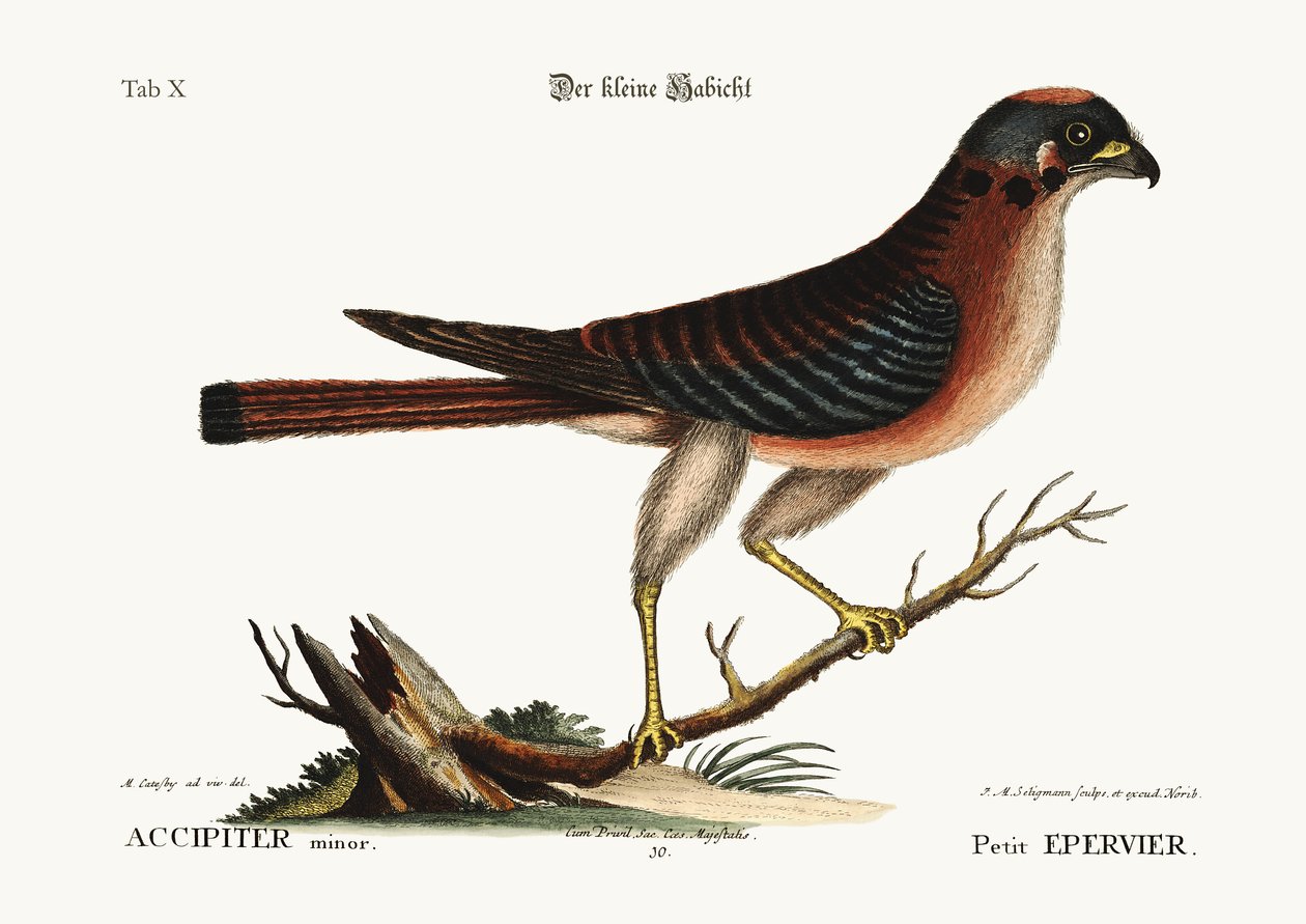 Den lilla höken, 1749-73 av Mark Catesby