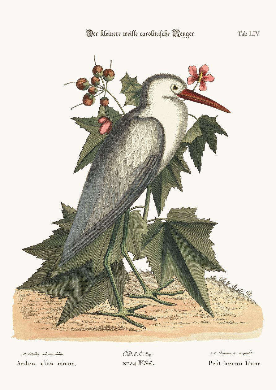Den lilla vita hägern, 1749-73 av Mark Catesby