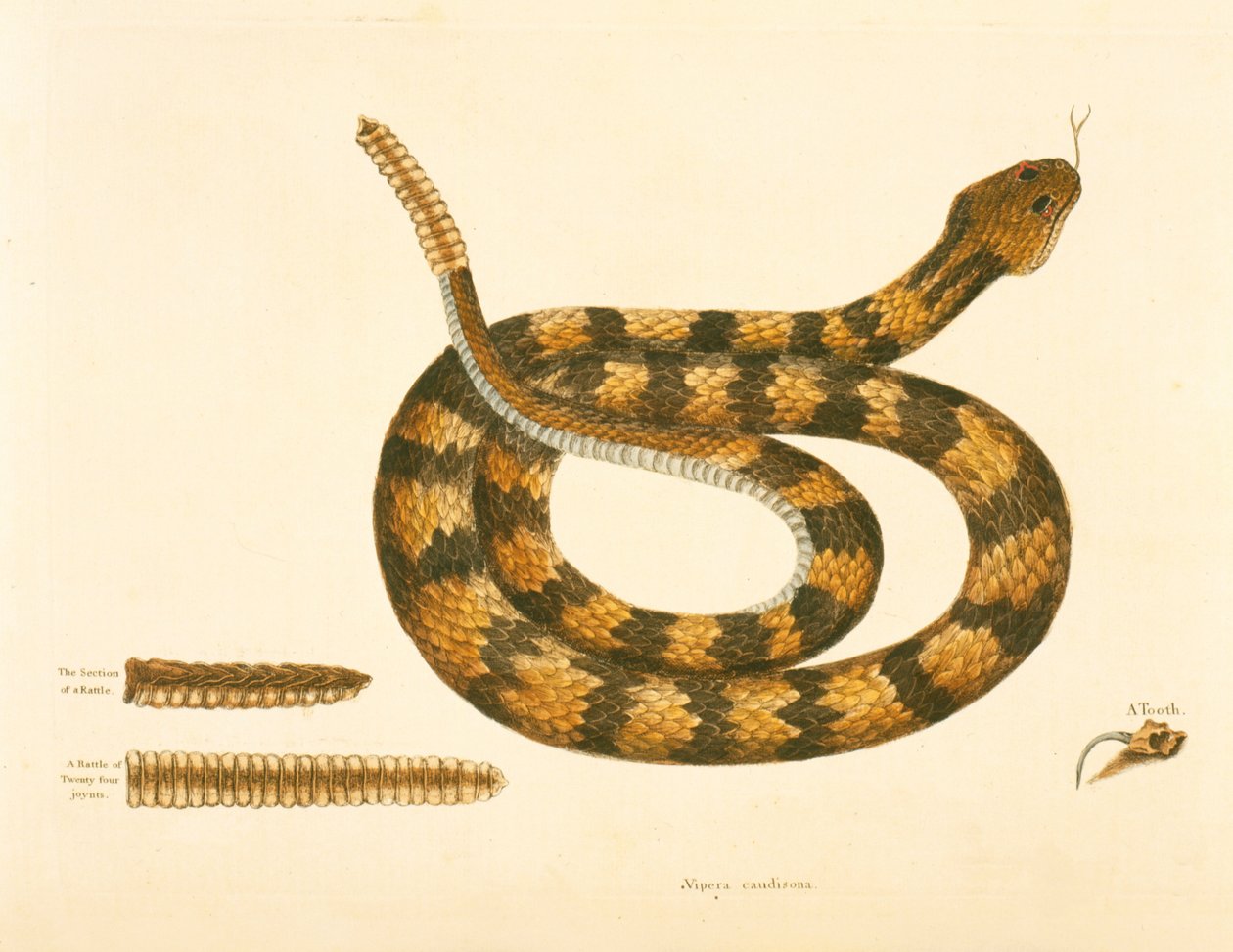 Viper Caudison Snake, Rattlesnake, tallrik 41, vol. 1, från "Natural History of Carolina, Florida och Bahamas" av Mark Catesby