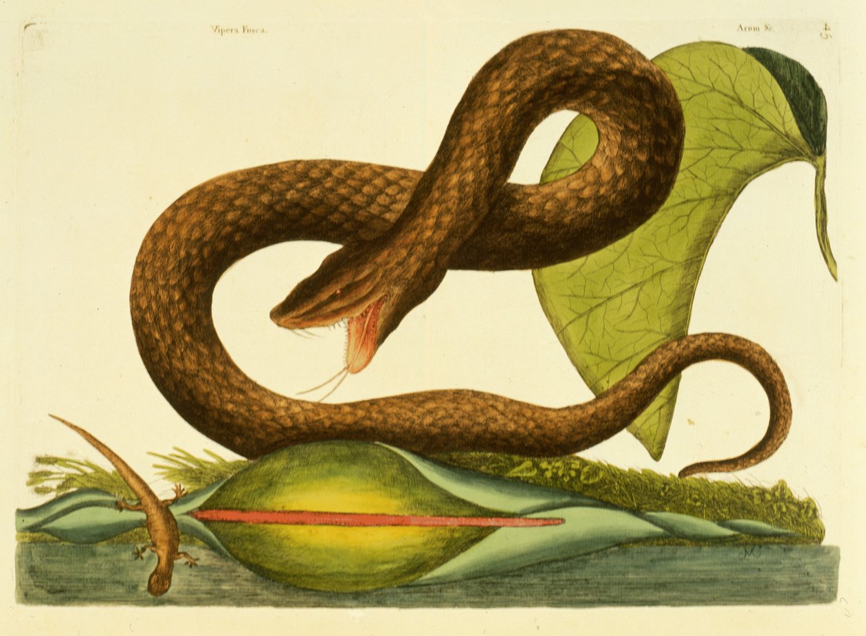 Viper Fusca, tavla 45, vol. 1, från "Natural History of Carolina, Florida and the Bahamas". av Mark Catesby
