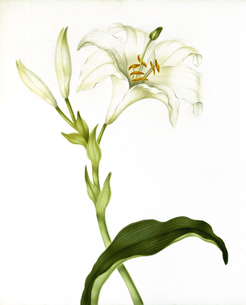 Lily, ca 1790 av Martha Tuthill