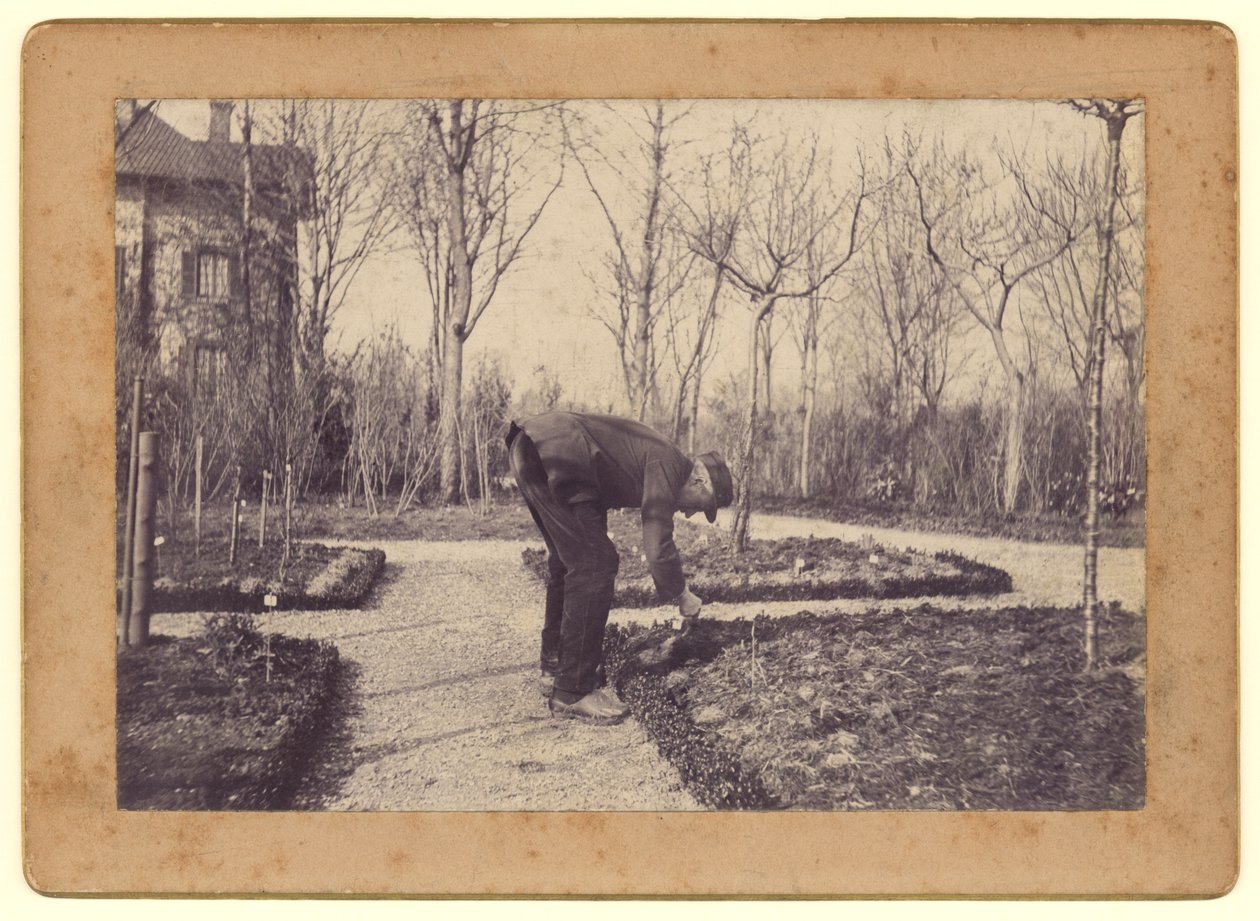 Gustave Caillebotte (1848-94) trädgårdsarbete i Petit Gennevilliers, februari 1892 (svart foto) av Martial Caillebotte