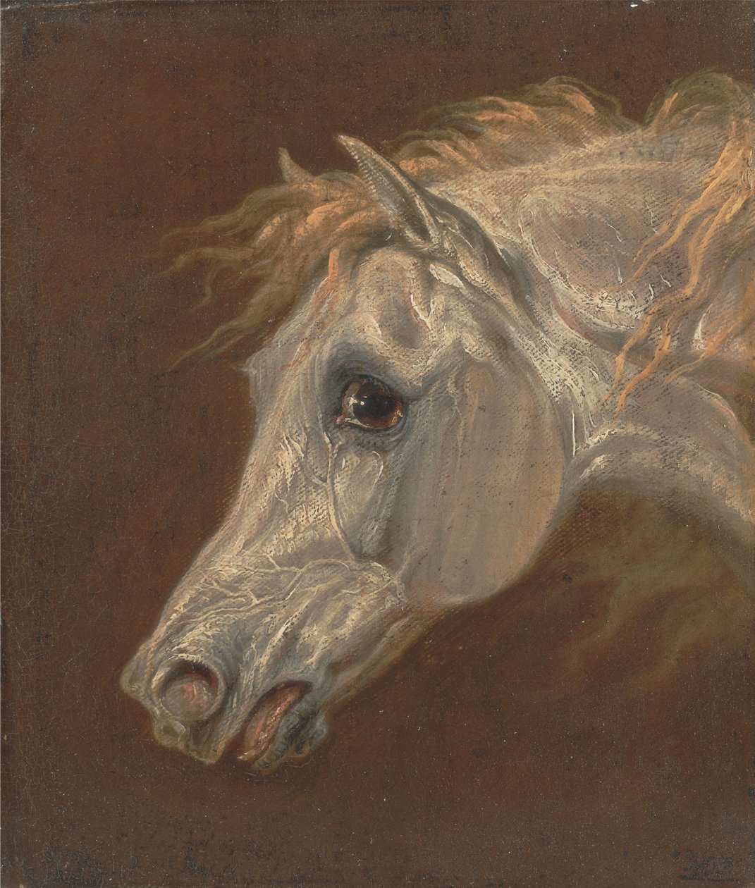 Head of a Grey Arabian Horse av Martin Theodore Ward