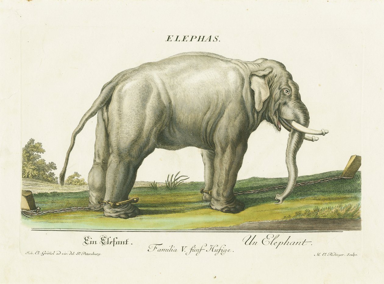 Asiatisk elefant i kedjor av Martin Elias Ridinger