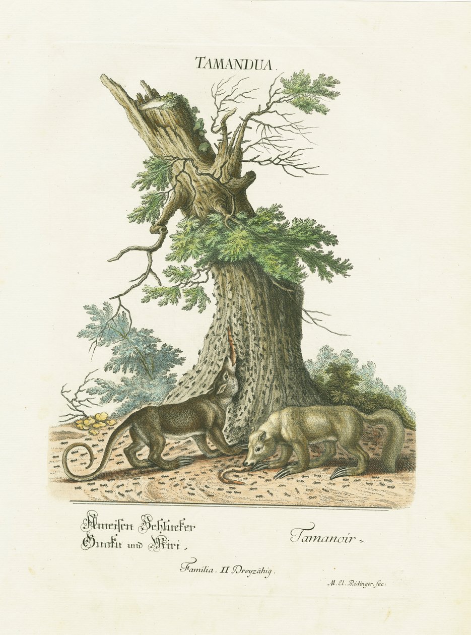 Små myrslokar under ett träd av Martin Elias Ridinger