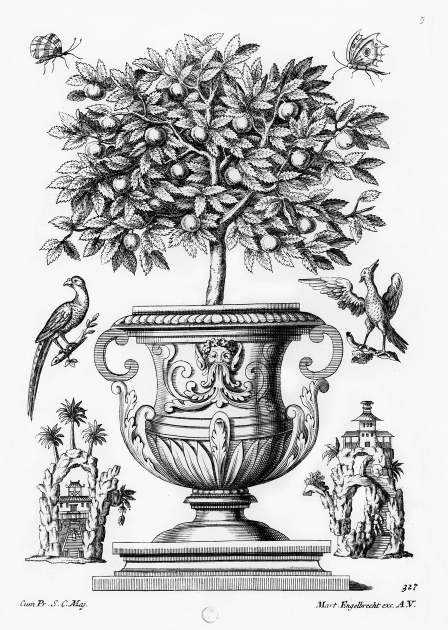Citrusträd, c.1735 av Martin Engelbrecht