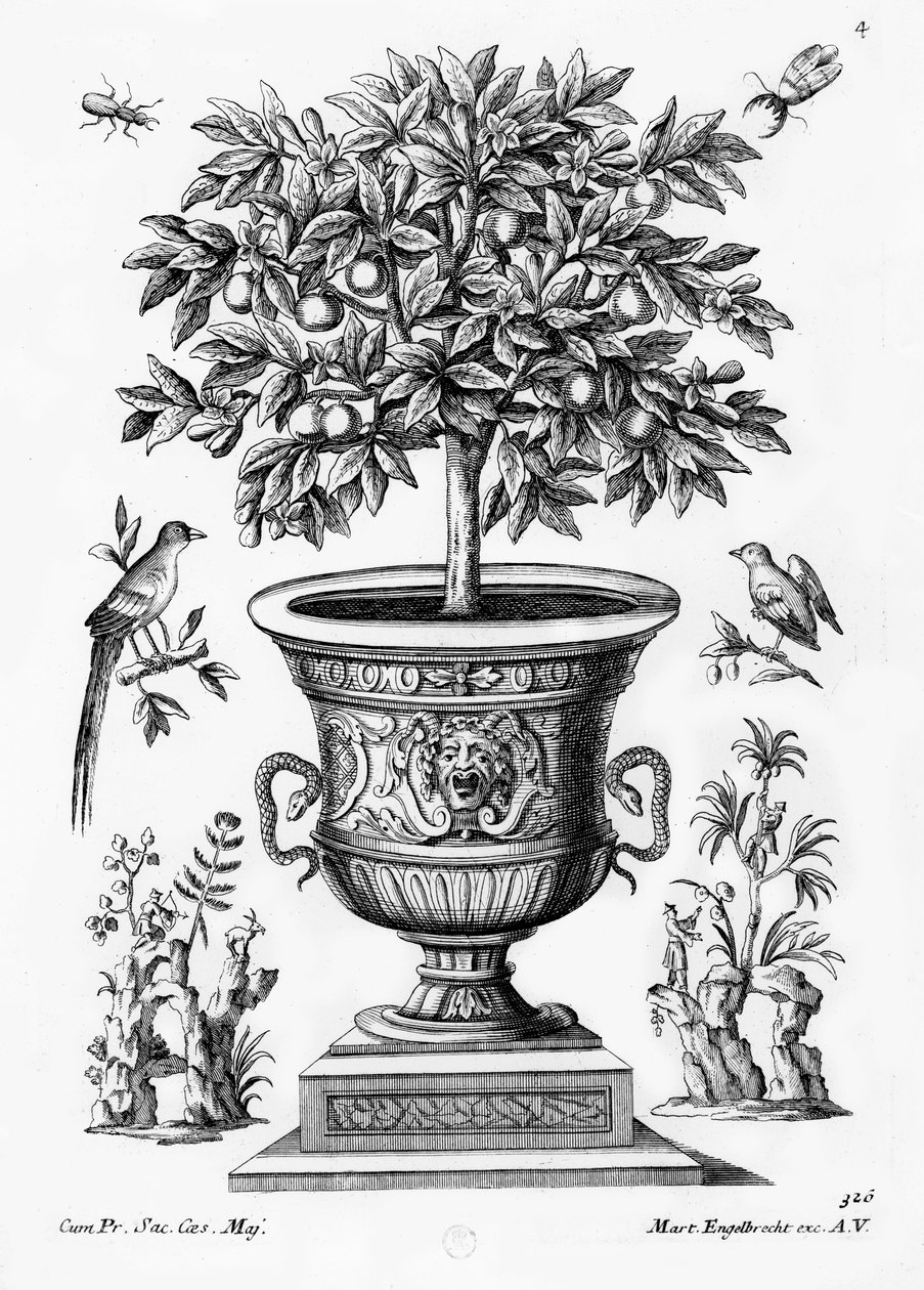 Citrusträd, c.1735 av Martin Engelbrecht