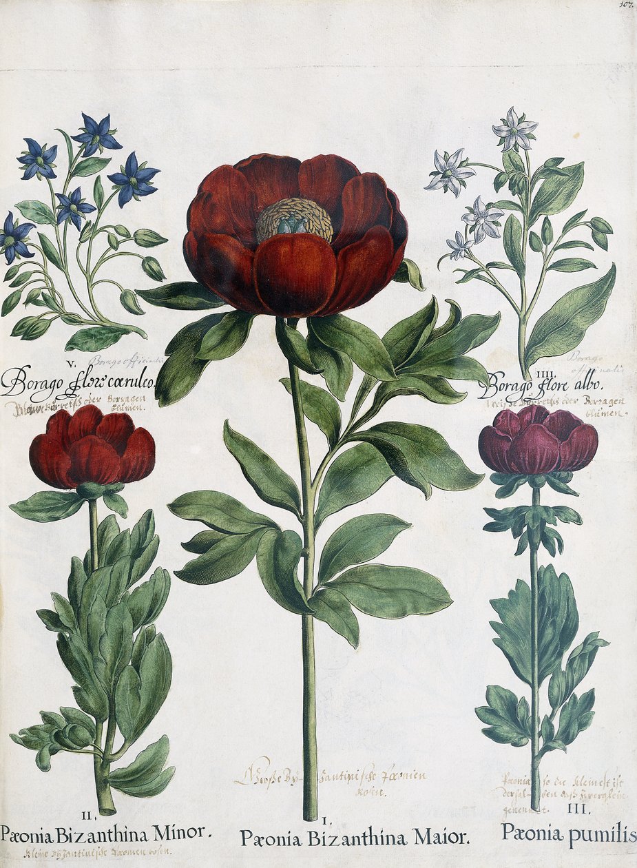 Tre typer av pioner, 1613 av Martin I Mytens