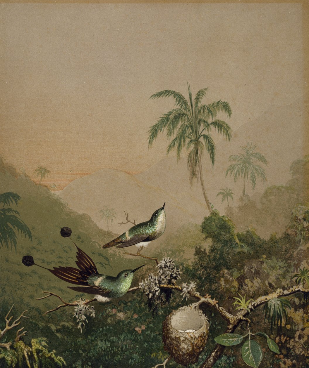 Brazilian Hummingbirds II, ca. 1864-1865 (kromolitografi med handapplicerad oljefärg på papper) av Martin Johnson Heade