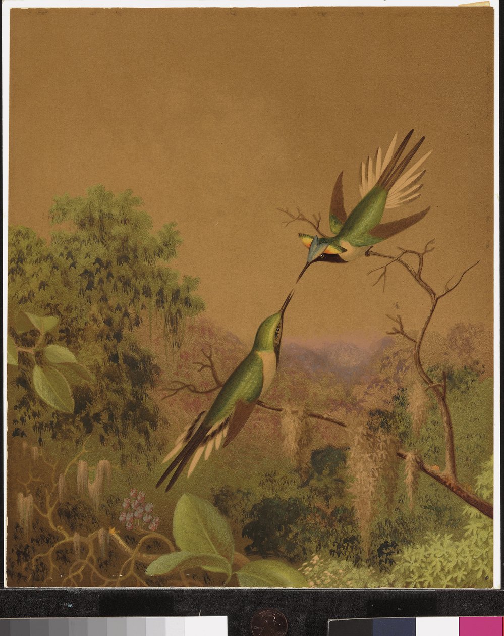 Brasilianska kolibrier IV av Martin Johnson Heade