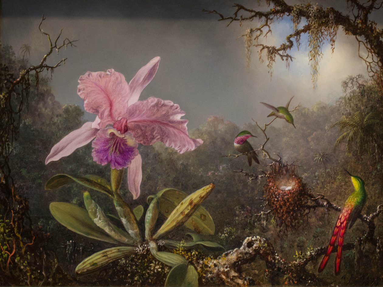 Cattelya-orkidé och tre brasilianska kolibrier av Martin Johnson Heade
