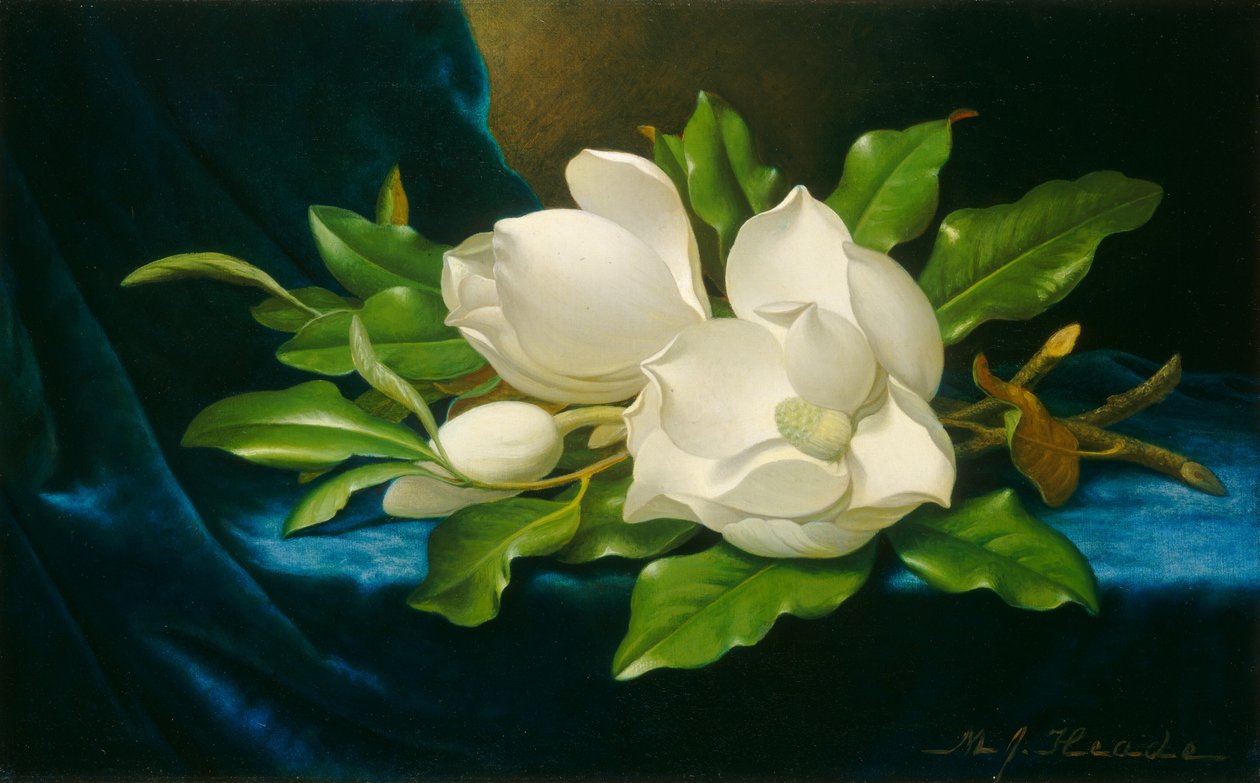 Jättemagnolior på en blå sammetsduk av Martin Johnson Heade