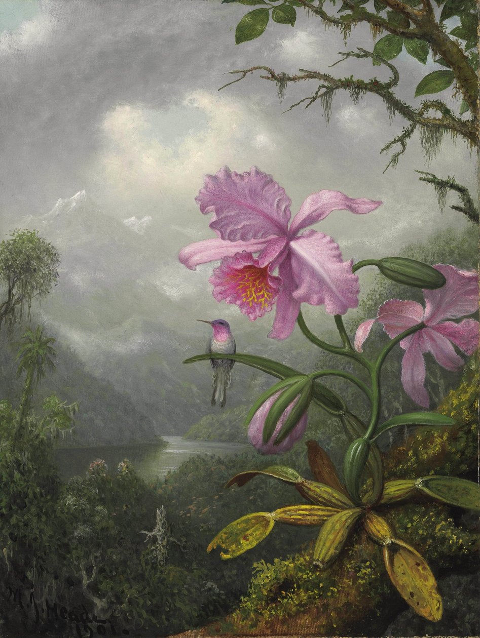 Kolibri som sitter på orkidéplantan av Martin Johnson Heade
