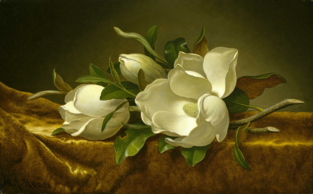 Magnolior på guldfärgad sammetsduk av Martin Johnson Heade