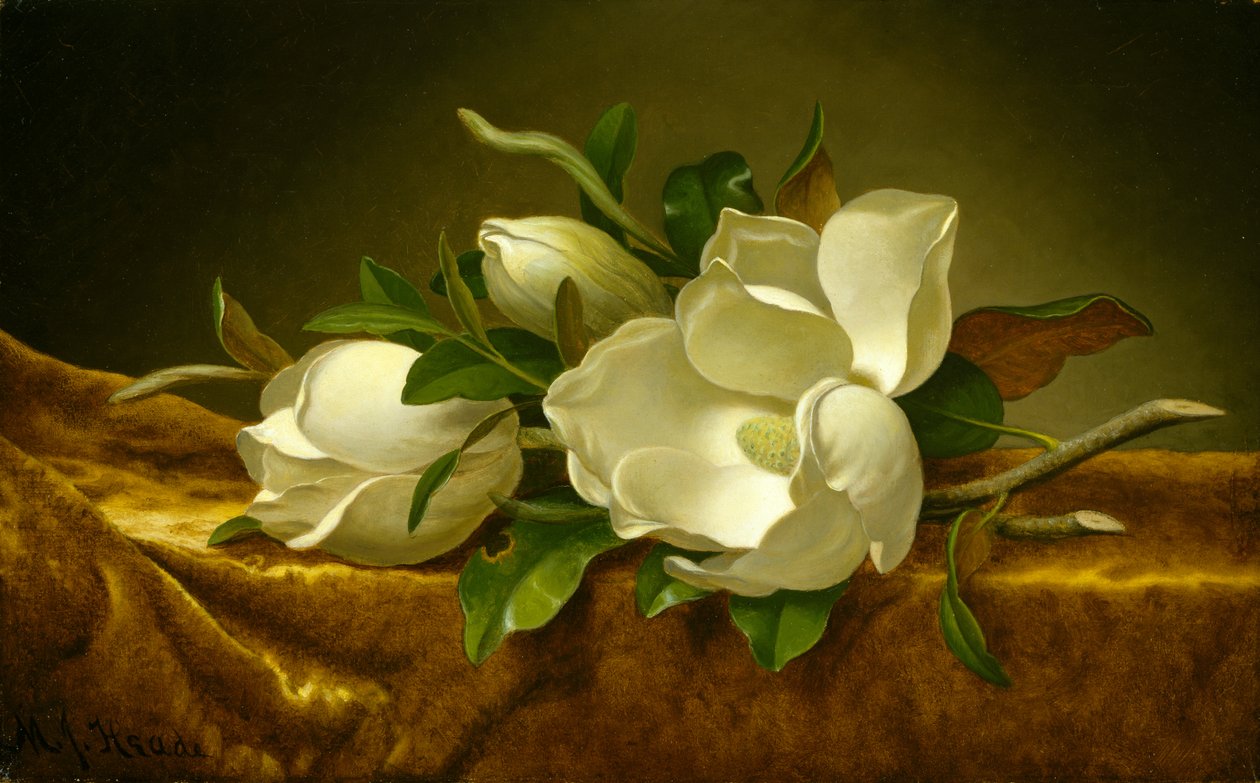 Magnolior på guld sammetstyg, ca 1888-90 (olja på duk) av Martin Johnson Heade
