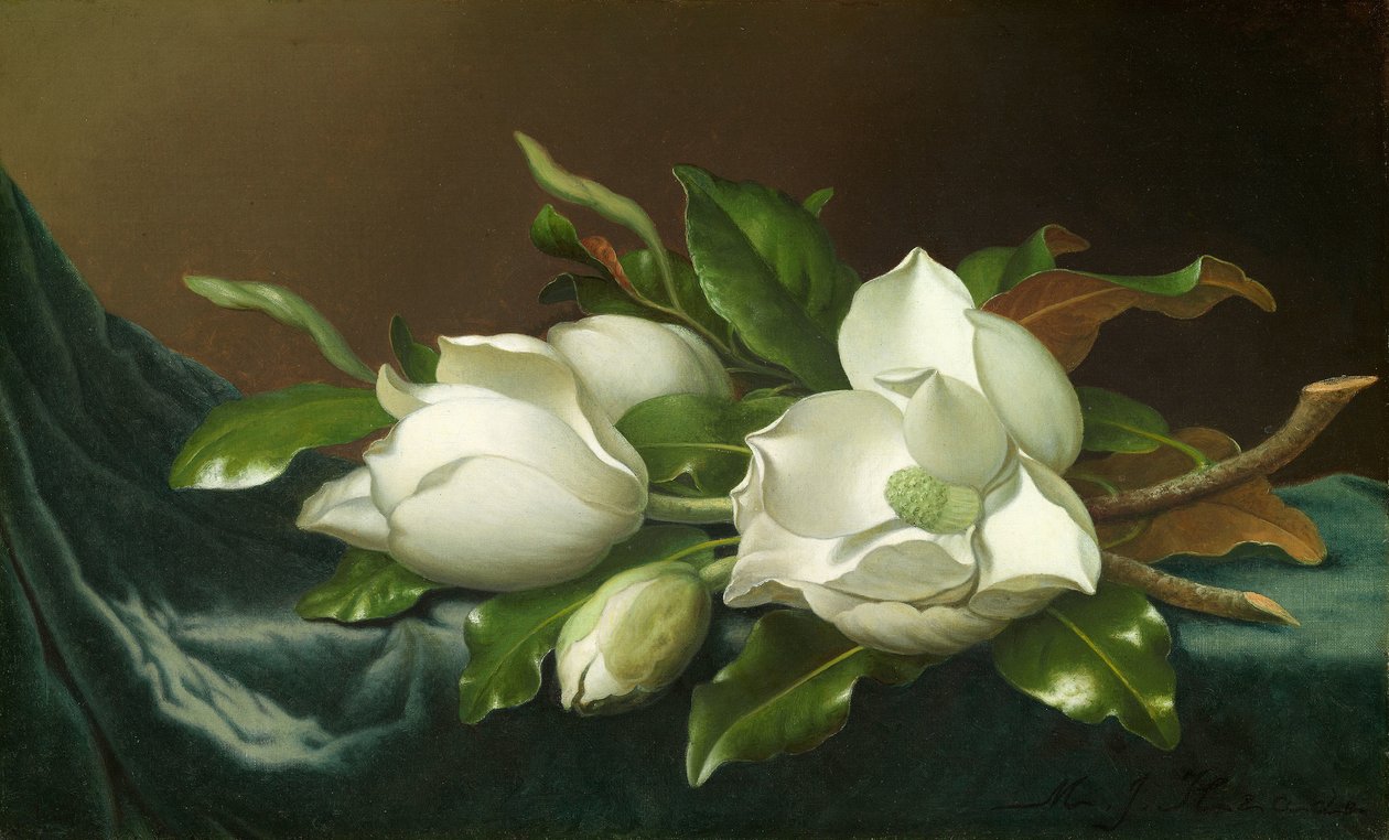 Magnolior på ljusblå sammetsduk av Martin Johnson Heade