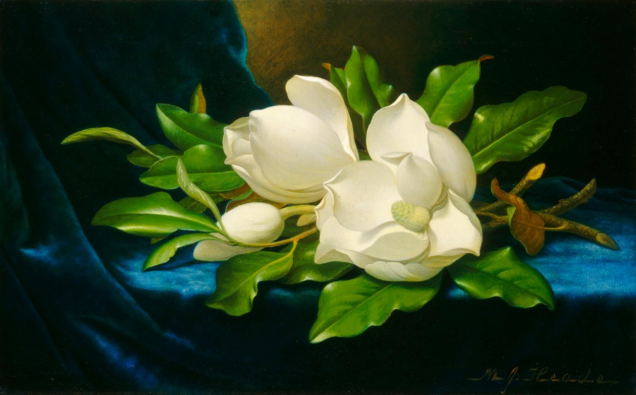 Magnolior på en blå sammetsduk av Martin Johnson Heade