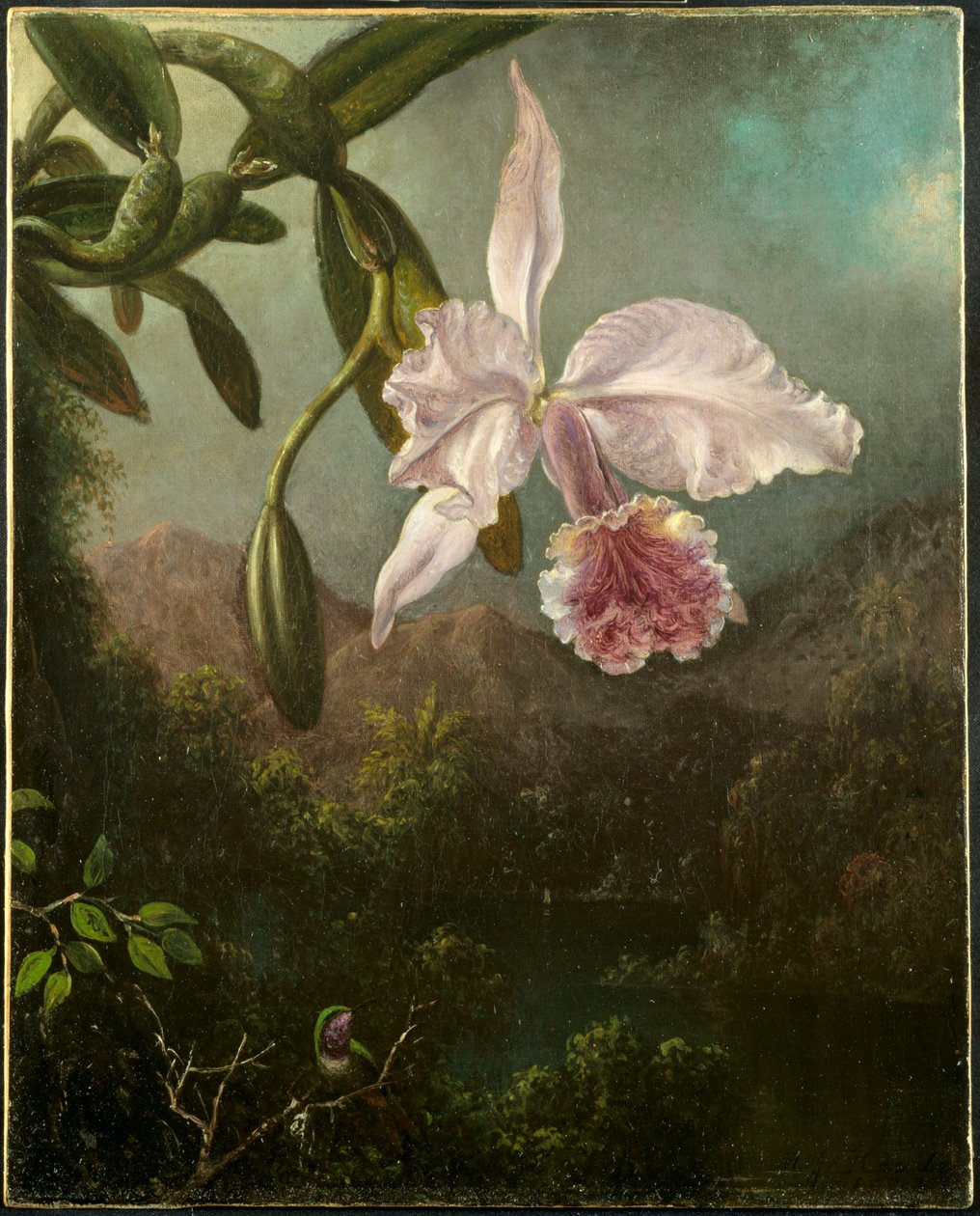 Orkidéblomning, 1873. av Martin Johnson Heade