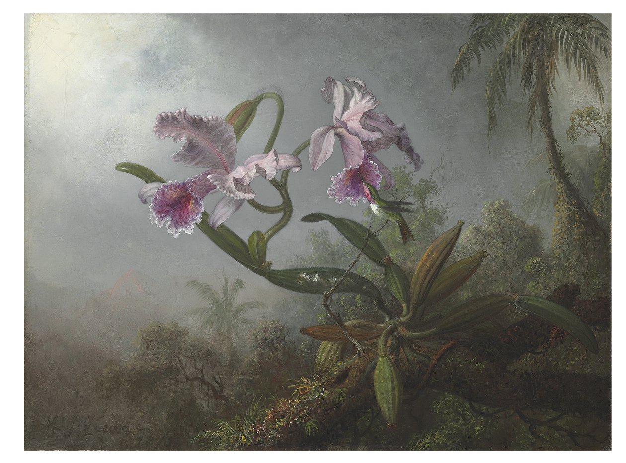 Rosa orkidéer och kolibri på en kvist, 1875 av Martin Johnson Heade
