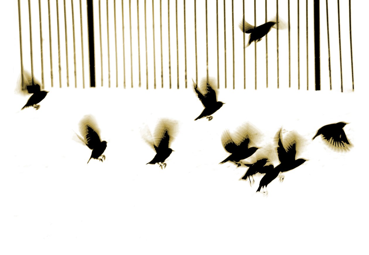 Starlings, 2003 (fotogravyr) av Martin Mossop