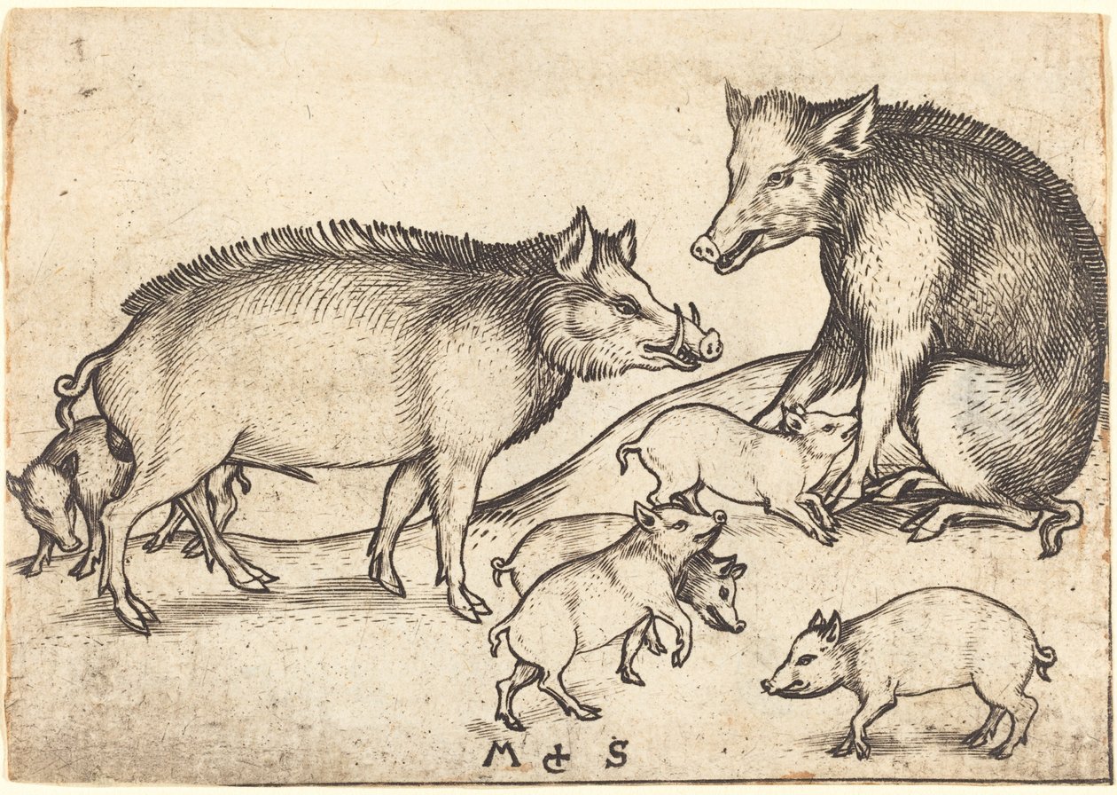 Familj av grisar av Martin Schongauer