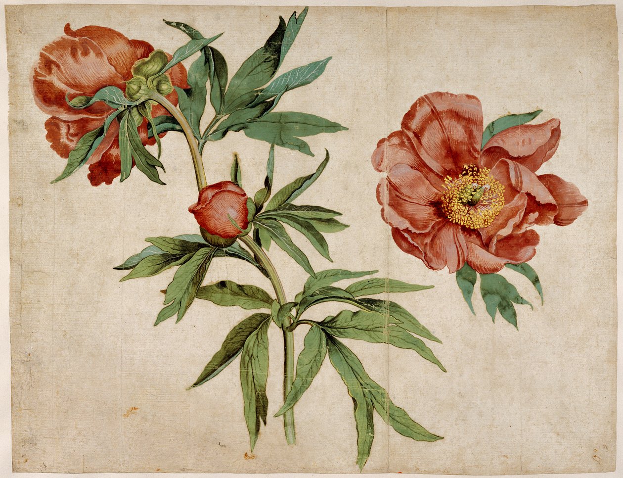 Studie av pioner av Martin Schongauer
