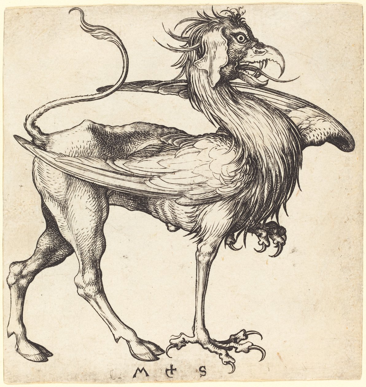 Griffin av Martin Schongauer