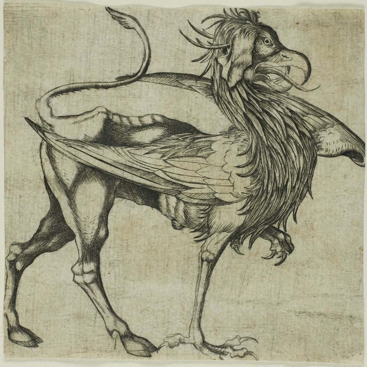 Griffin av Martin Schongauer