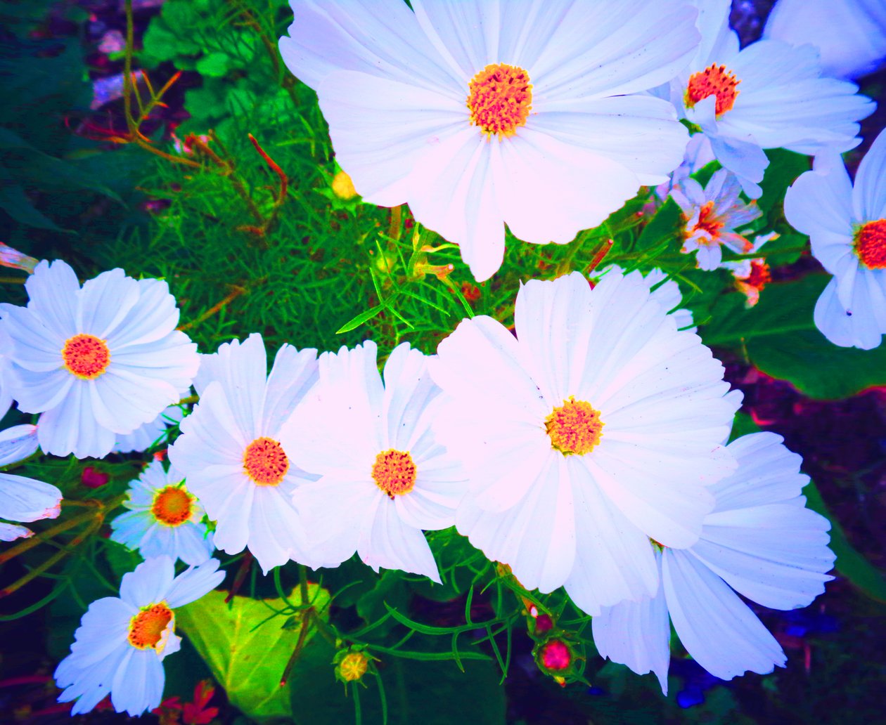 Blommor av Martina Konitzky