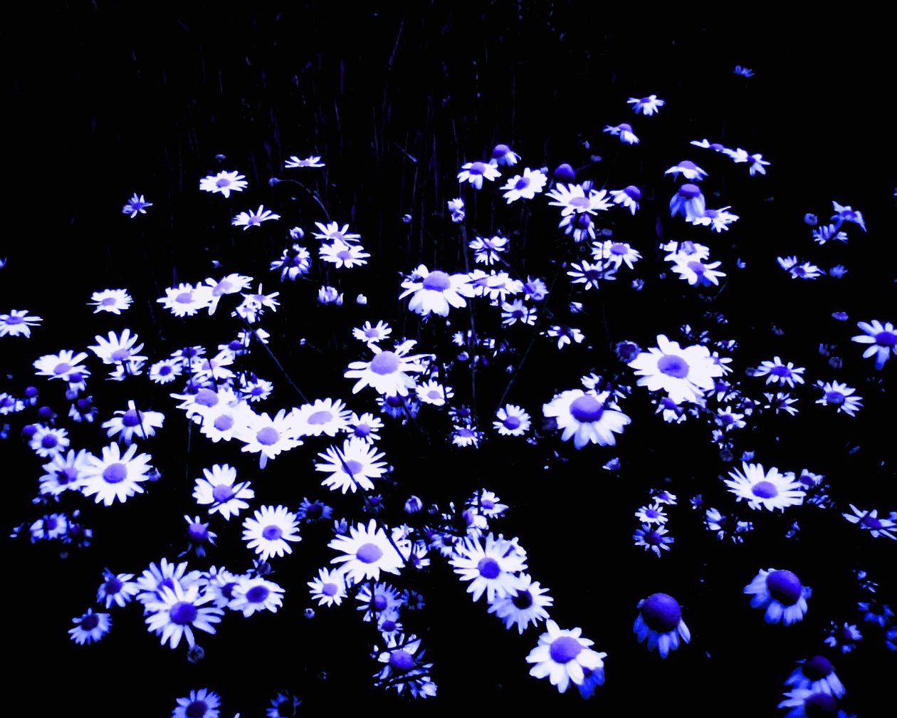 Blommor på kanten av fältet av Martina Konitzky