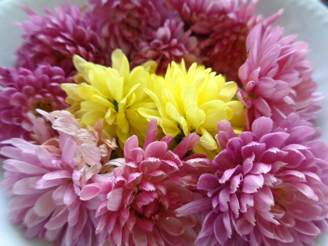 Blommor av krysantemum av Martina Konitzky