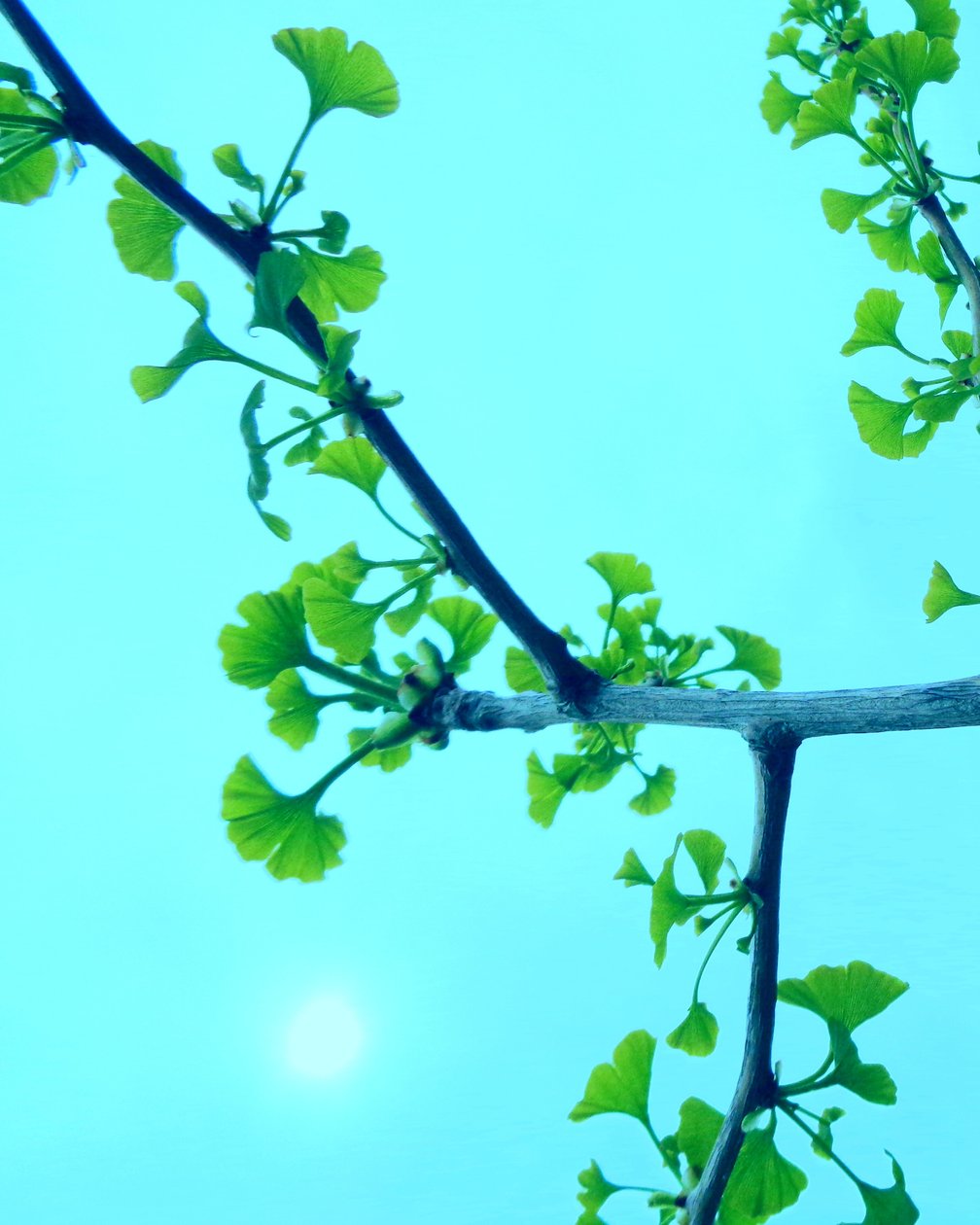 Gingko av Martina Konitzky