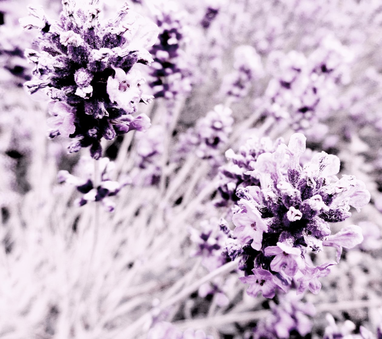 Lavendel lila silver av Martina Konitzky