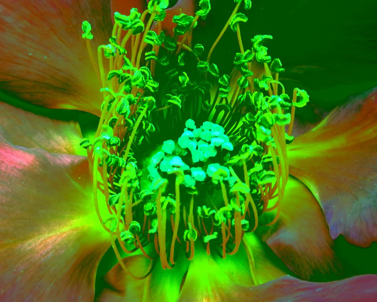 Rose Green av Martina Konitzky